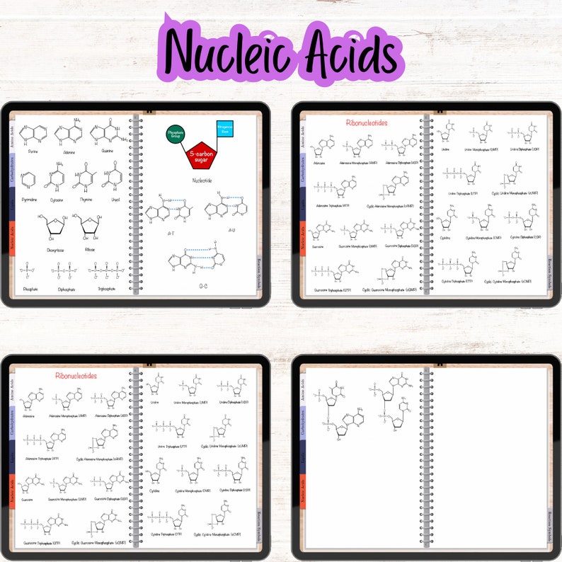 Nucleic acids section displaying DNA and RNA nucleotide structures, including base-pairing examples and ribonucleotide diagrams.