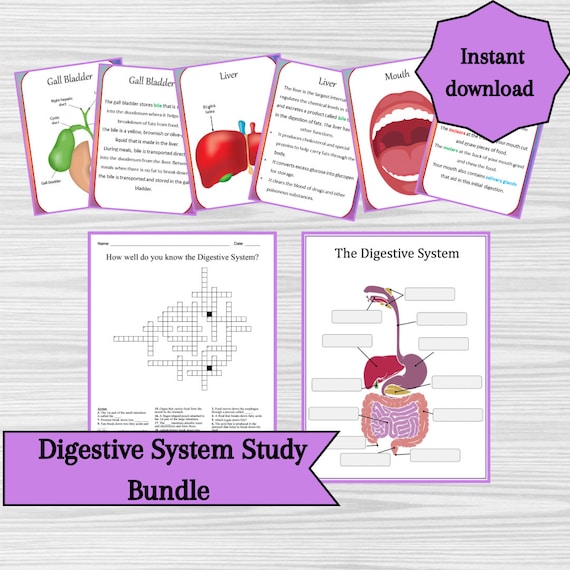 Digestive System Diagram Worksheet
