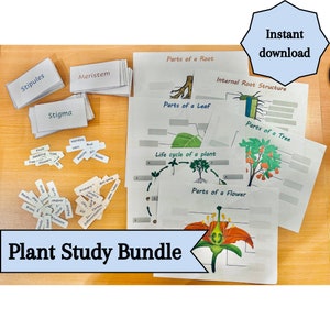 Bundle d'étude des plantes - Feuilles de travail et cartes-éclair éducatives à imprimer