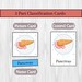 Anatomy Printable Flashcards for Preschool and Kindergarten Three-part ...