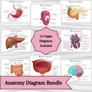 Human Organ Anatomy Diagram Bundle for Biology, Physiology, medical, nursing students and Teachers - Instant download