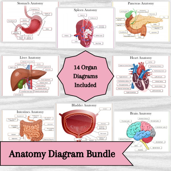 Organ Anatomy Diagram Bundle for Biology, medical and nursing students | Human Anatomy Diagrams and Poster Bundle