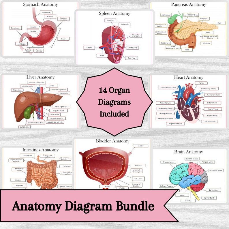 Organ Anatomy Diagram Bundle for Biology, Medical and Nursing Students