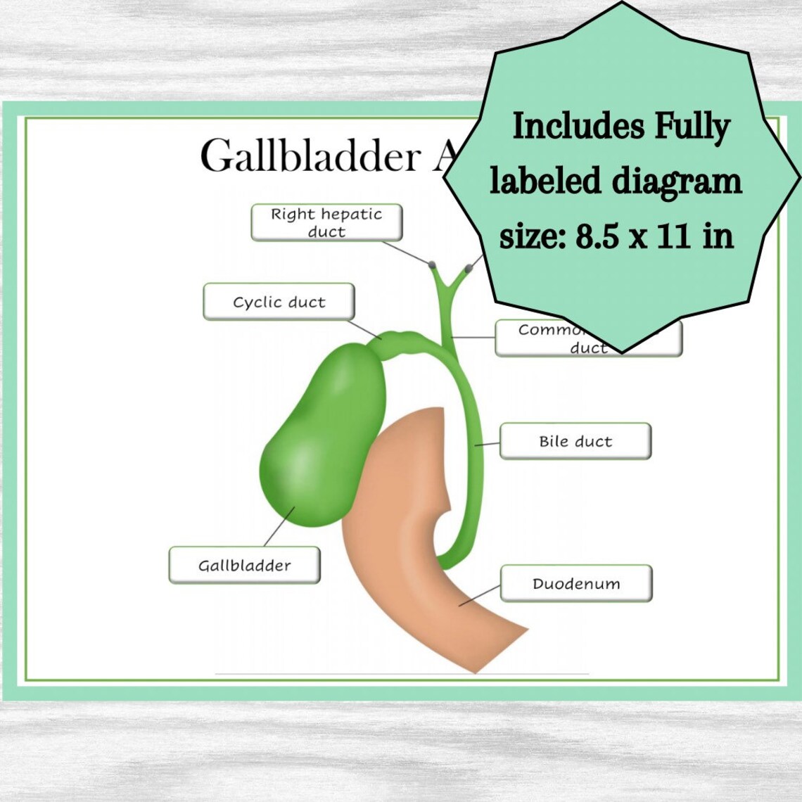 Gallbladder Anatomy Diagram, Classroom Poster, Study Aid Biology Diagrams