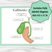 Gallbladder Anatomy Diagram, Classroom Poster, Study Aid Biology Diagrams