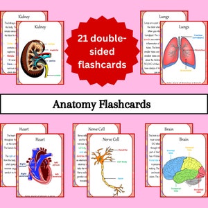 Flashcards anatomiques imprimables - Flashcards recto-verso sur le corps humain pour l'étude et l'enseignement (21 cartes, téléchargement immédiat)