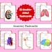 Anatomy Printable Flashcards Anatomy for Homeschool and Grade School ...