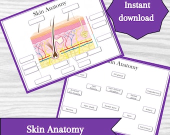 Diagrama de la anatomía de la piel: recurso educativo imprimible (descarga instantánea)