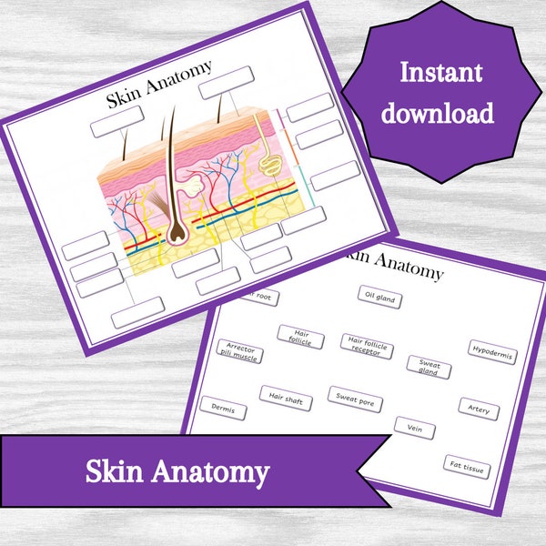 Skin Anatomy Diagram, Classroom Poster, Study Aid