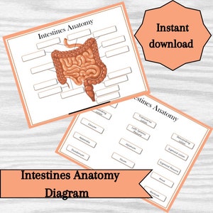 Intestines Anatomy Diagram – Printable Educational Learning Resource (Instant Download)