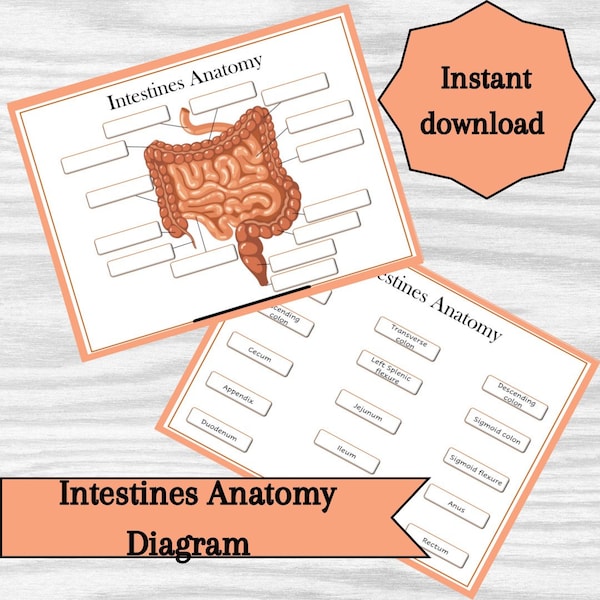 Intestines Anatomy Diagram, Classroom Poster, Study Aid