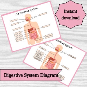 Digestive System Diagram – Educational Printable Learning Resource (Instant Download)