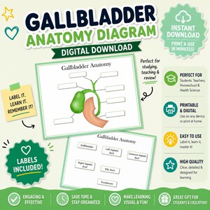 Może przedstawiać: Cyfrowy diagram anatomii pęcherzyka żółciowego z etykietami, idealny dla studentów i nauczycieli. Diagram przedstawia zielony pęcherzyk żółciowy i otaczające go narządy. Zawiera tekst "Gallbladder Anatomy Diagram Digital Download".