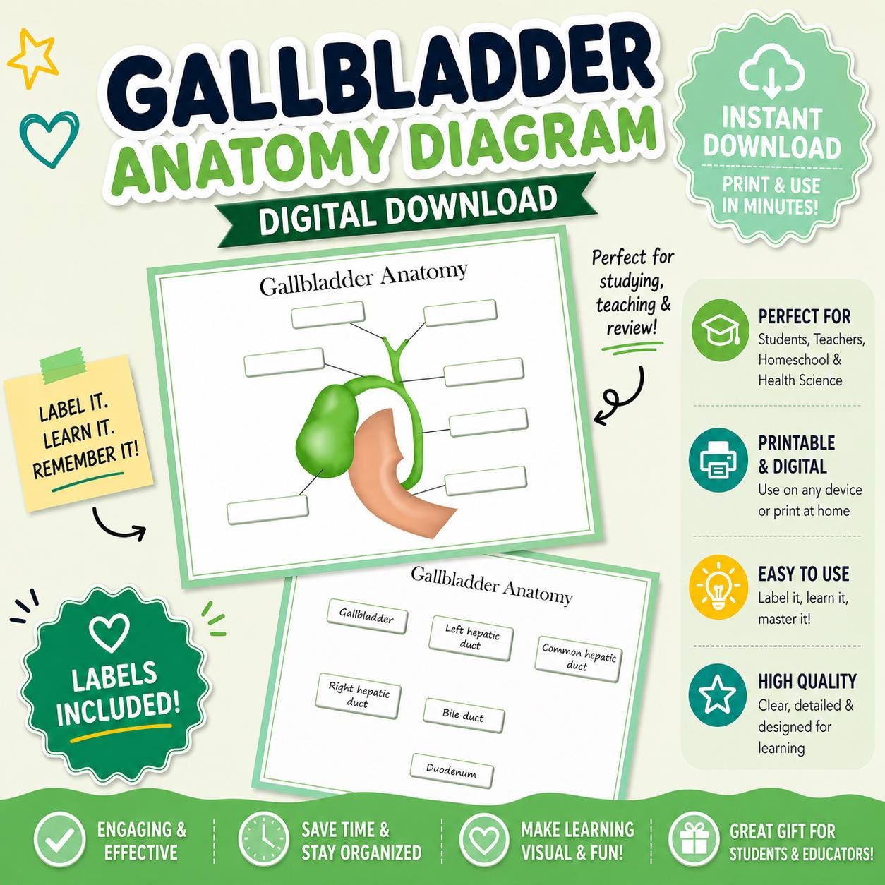 Gallbladder Printable Function Gallbladder Anatomy Diagram – Educational Printable Learning Resource ...
