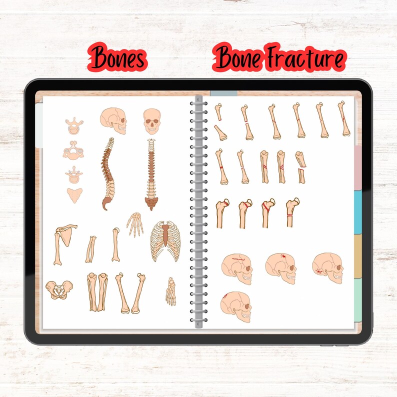 Anatomy Digital Sticker Pngs for Notes, Presentations and Studying - Etsy