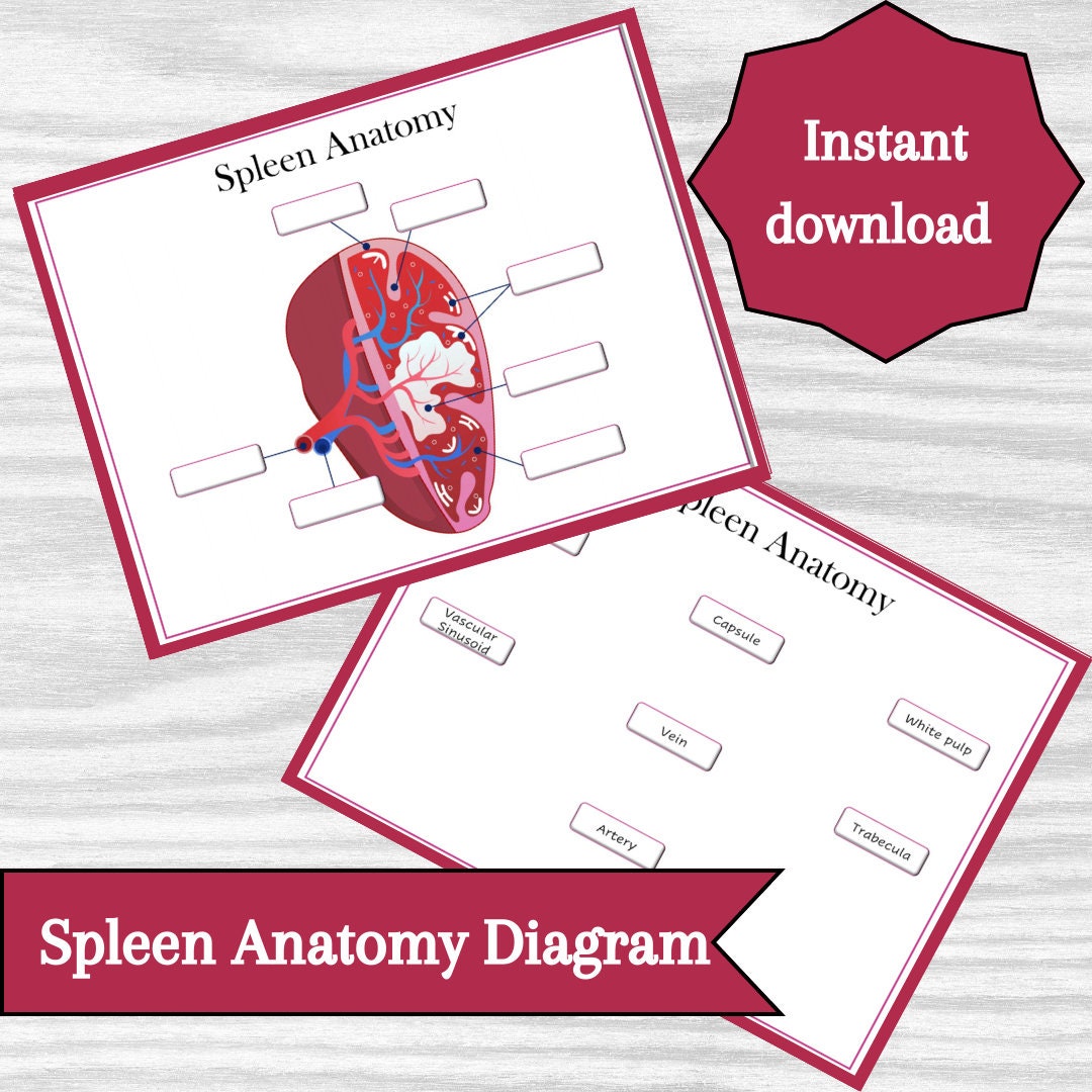 Spleen Anatomy Diagram, Classroom Poster, Study Aid Biology Diagrams