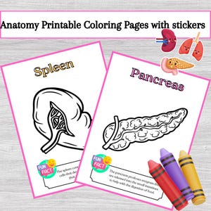 Printable Anatomy Coloring Pages & Digital Sticker Pack for Kids | Learn Body Organs with Fun Facts | Educational Art Activity