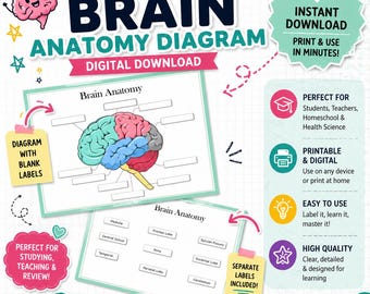 Brain Anatomy Diagram – Educational Printable Learning Resource (Instant Download)