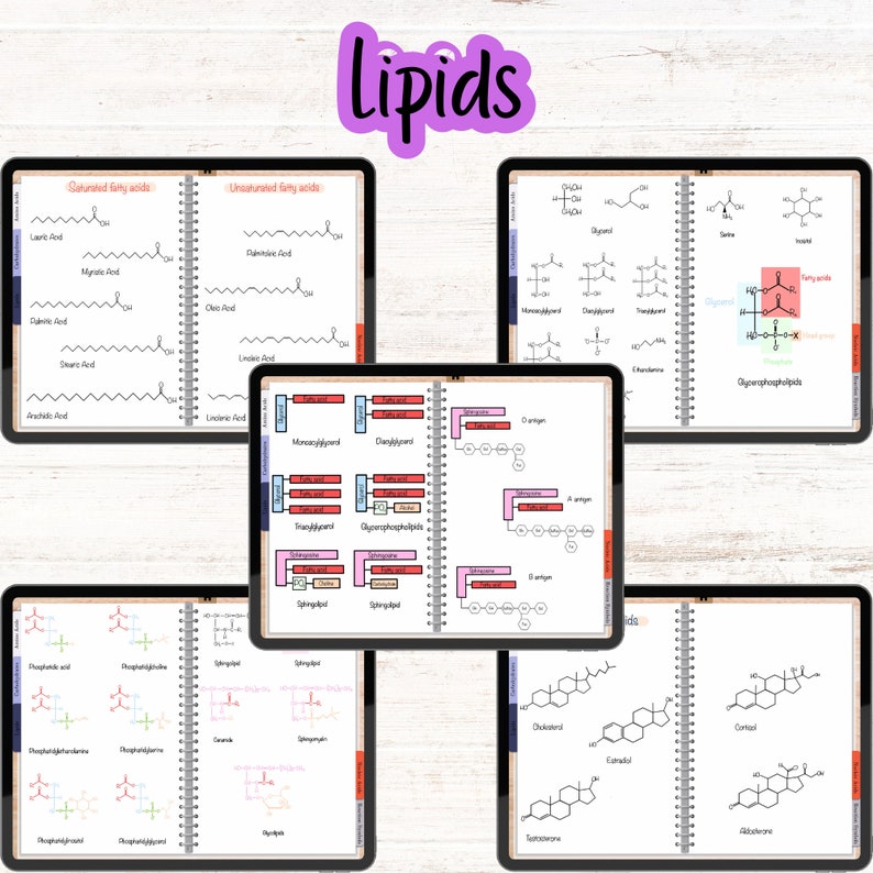 Lipids section showcasing fatty acid structures, glycerophospholipids, and steroid molecules like cholesterol and estradiol.