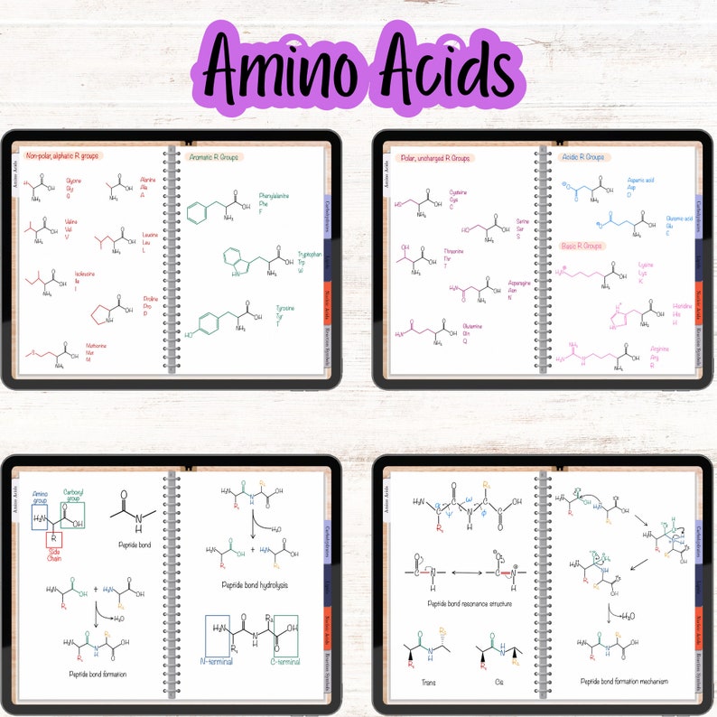 Digital notebook pages showing amino acids grouped by polarity and R groups, featuring peptide bond diagrams and mechanisms.