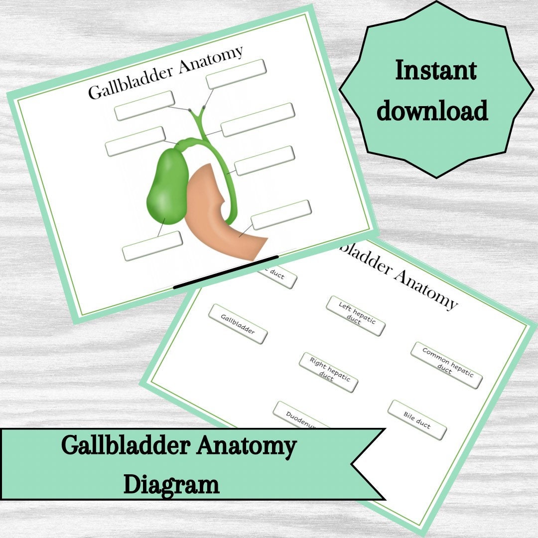Gallbladder Anatomy Diagram Classroom Poster Study Aid Biology Diagrams