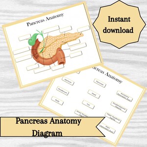 Pancreas Anatomy Diagram – Printable Educational Resource (Instant Download)