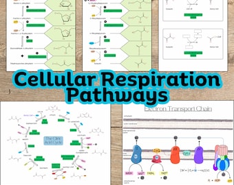 May include: A diagram illustrating the cellular respiration pathways, including glycolysis, pyruvate oxidation, the citric acid cycle, and the electron transport chain. The diagram uses green, blue, and red colors to highlight the different stages of the process.