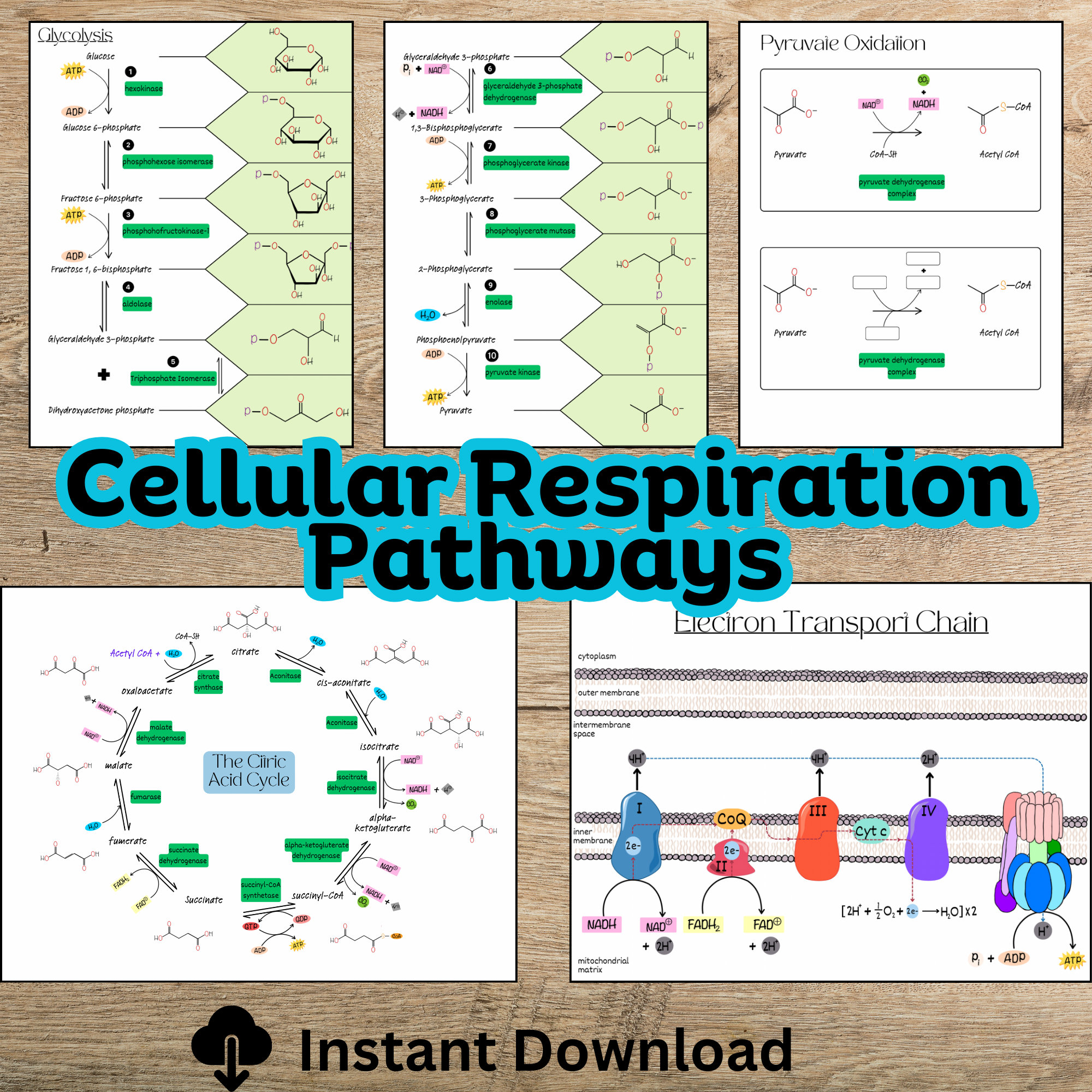 Cellular Respiration Biochemistry Pathways: Study Notes (PDF) - Etsy