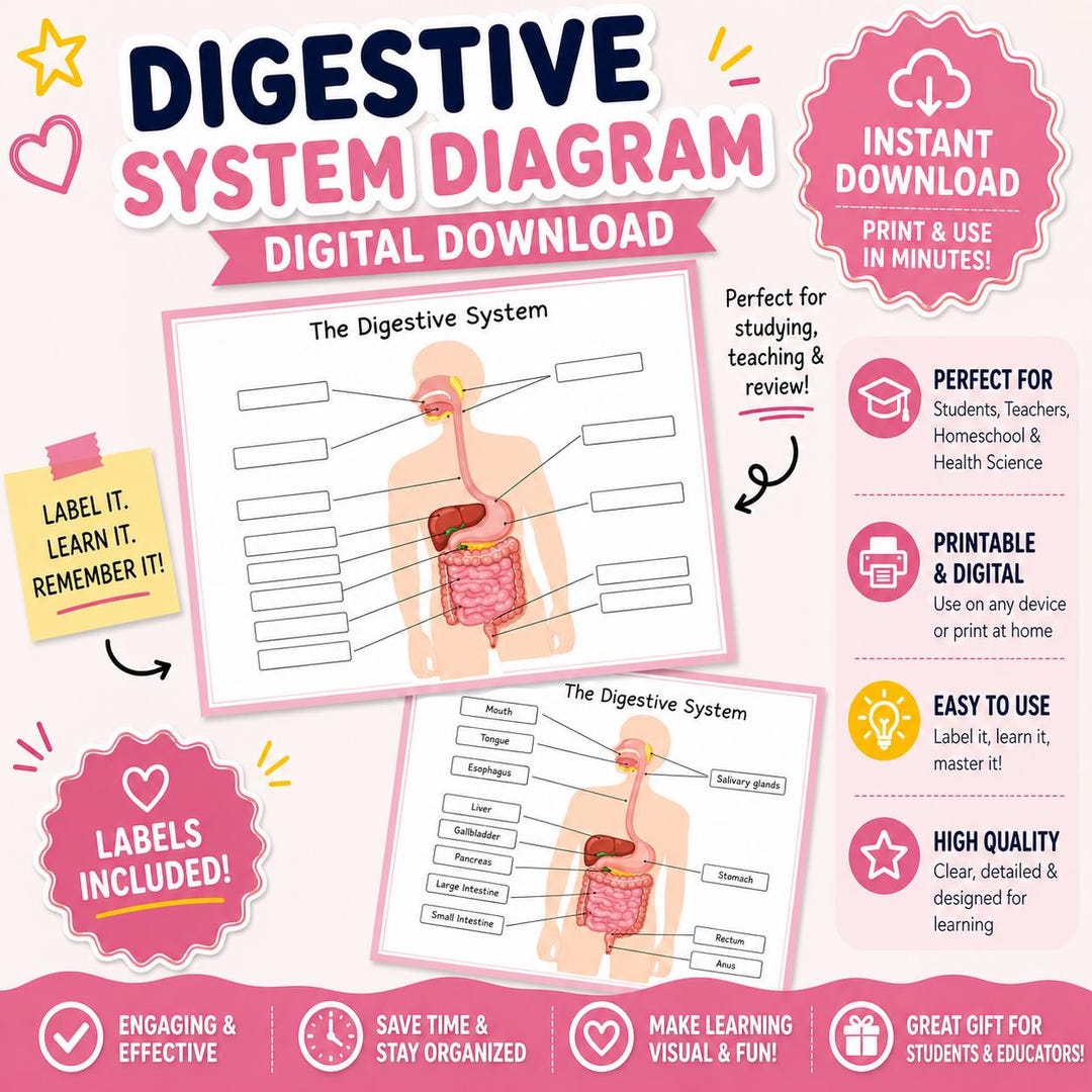 Digestive System Diagram – Educational Printable Learning Resource ...