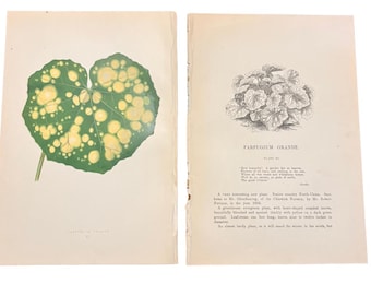 Antieke botanische prent uit 1864: Farfugium Grande, plaat XI, E.J. Lowe, kleurenlithografie met tekstpagina's.