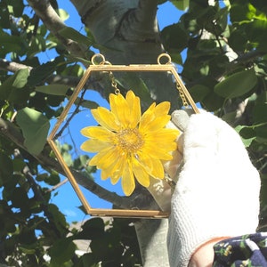 Gorgeous pressed yellow flower in our small hexagon frame. Preserve your garden flower blooms to enjoy all year round.