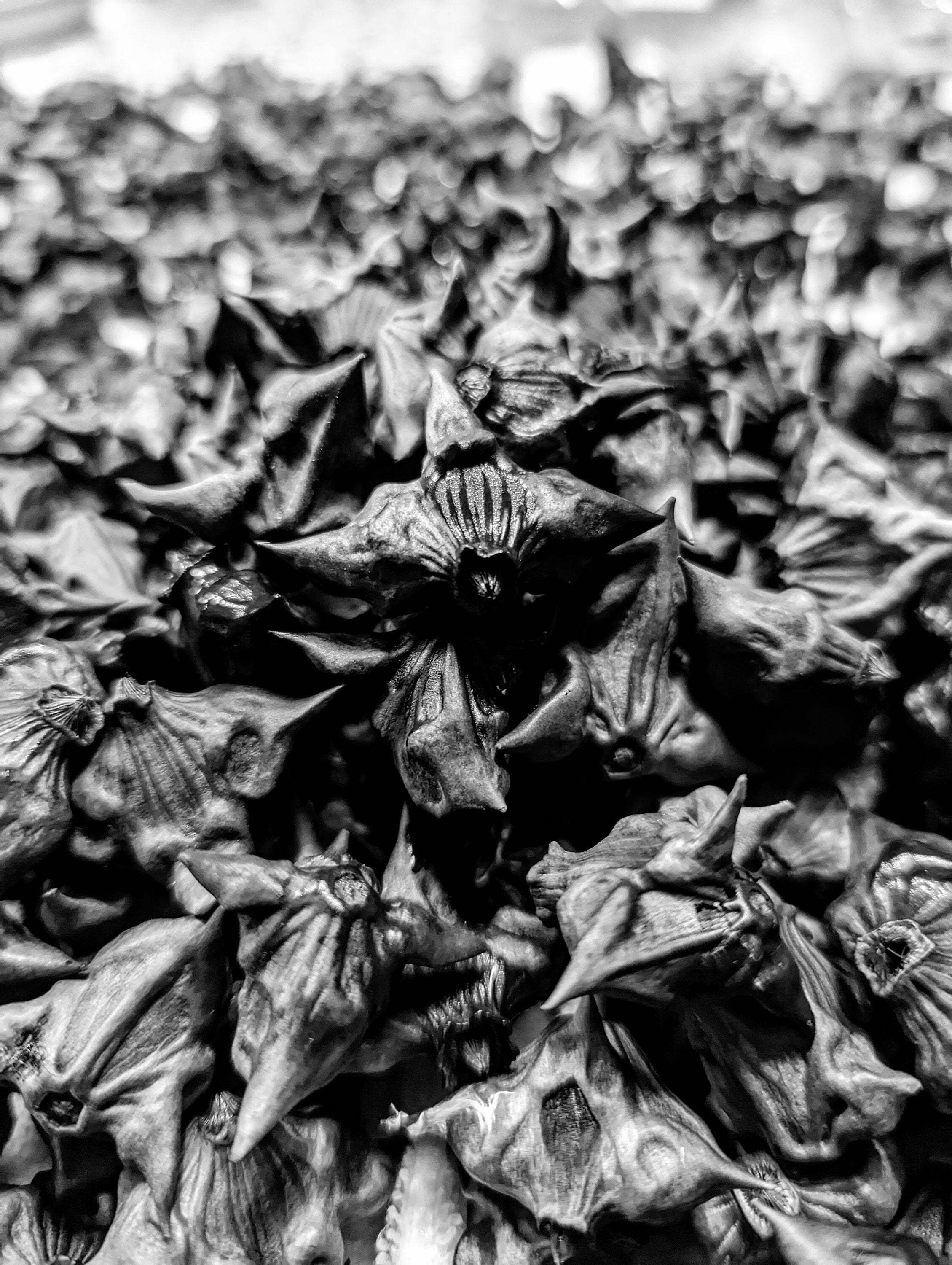 Lot of Water Chestnuts / Bat Nuts / Devil Pods / Caltrop / Etsy