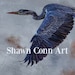Shawn Conn