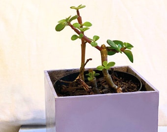Plantador feito à mão de 4 polegadas - Lilás | Plantador roxo claro | Pote Suculento Interior | Decoração moderna para casa