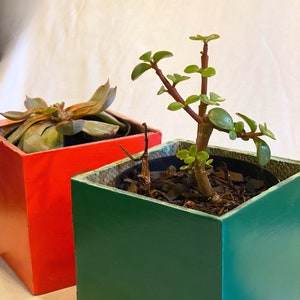 Puede incluir: Dos macetas cuadradas, una roja y otra verde, cada una con una planta suculenta diferente.