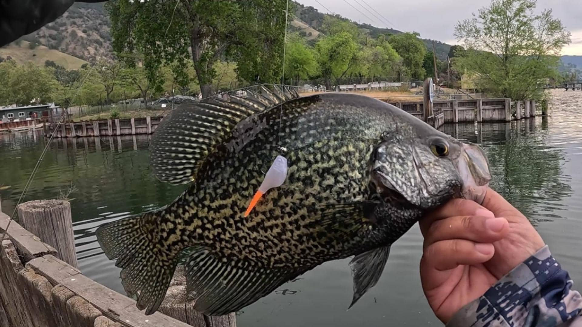 2 Inch Microfish (14 Fish/pack) - Etsy