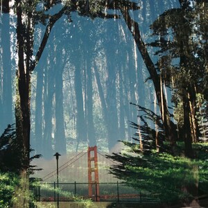 Golden Gate Bridge x Presidio - Photography Print
