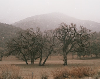 California Winter - Photography Print
