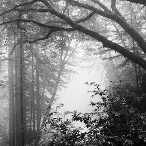 Foggy Forest  - Photography Print