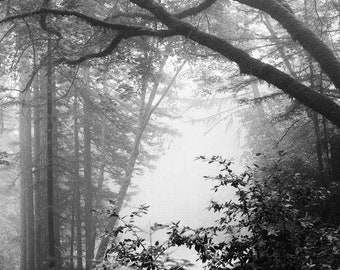 Foggy Forest  - Photography Print