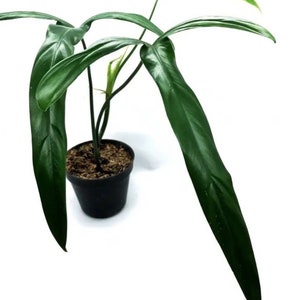 Philodendron lelano miyano Starter Plant (ALL STARTER PLANTS require you to purchase 2 plants!)