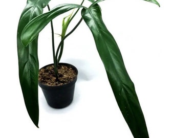 Philodendron lelano miyano Starter Plant (ALL STARTER PLANTS require you to purchase 2 plants!)