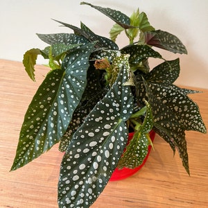 Begonia Double Dot Starter Plant (ALL STARTER PLANTS require you to purchase 2 plants!)