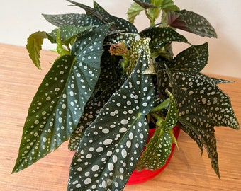 Begonia Double Dot Starter Plant (ALL STARTER PLANTS require you to purchase 2 plants!)