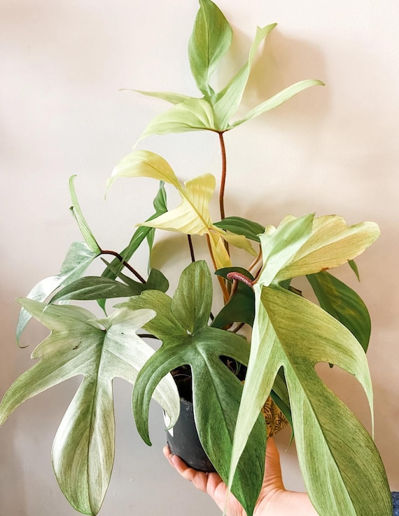 grnpflanze philodendron Philodendron gloriosum | Grnpflanzen online kaufen