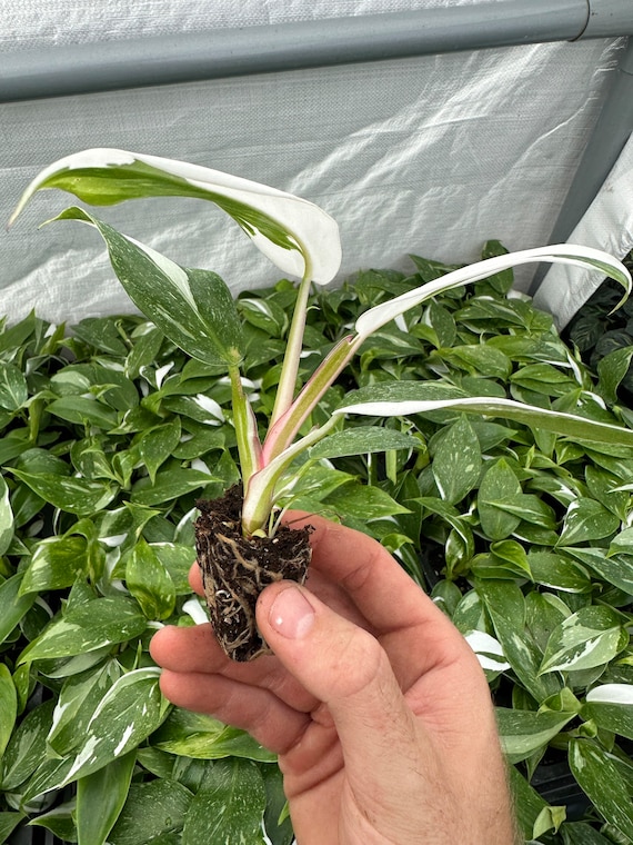 Philodendron White Princess Jungpflanze (Fr alle Jungpflanzen mssen Sie 2  Pflanzen kaufen!) - Etsy sterreich