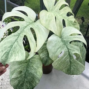 May include: A close-up of a variegated Monstera plant with large, split leaves. The leaves display a mix of green and creamy white patterns. The plant is in a brown pot, with a glimpse of a hand holding one of the leaves.