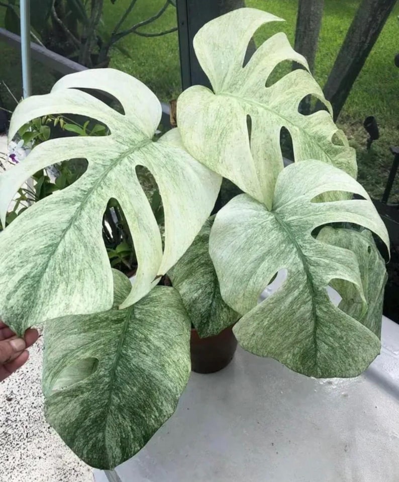 May include: A close-up of a variegated Monstera plant with large, split leaves. The leaves display a mix of green and creamy white patterns. The plant is in a brown pot, with a glimpse of a hand holding one of the leaves.