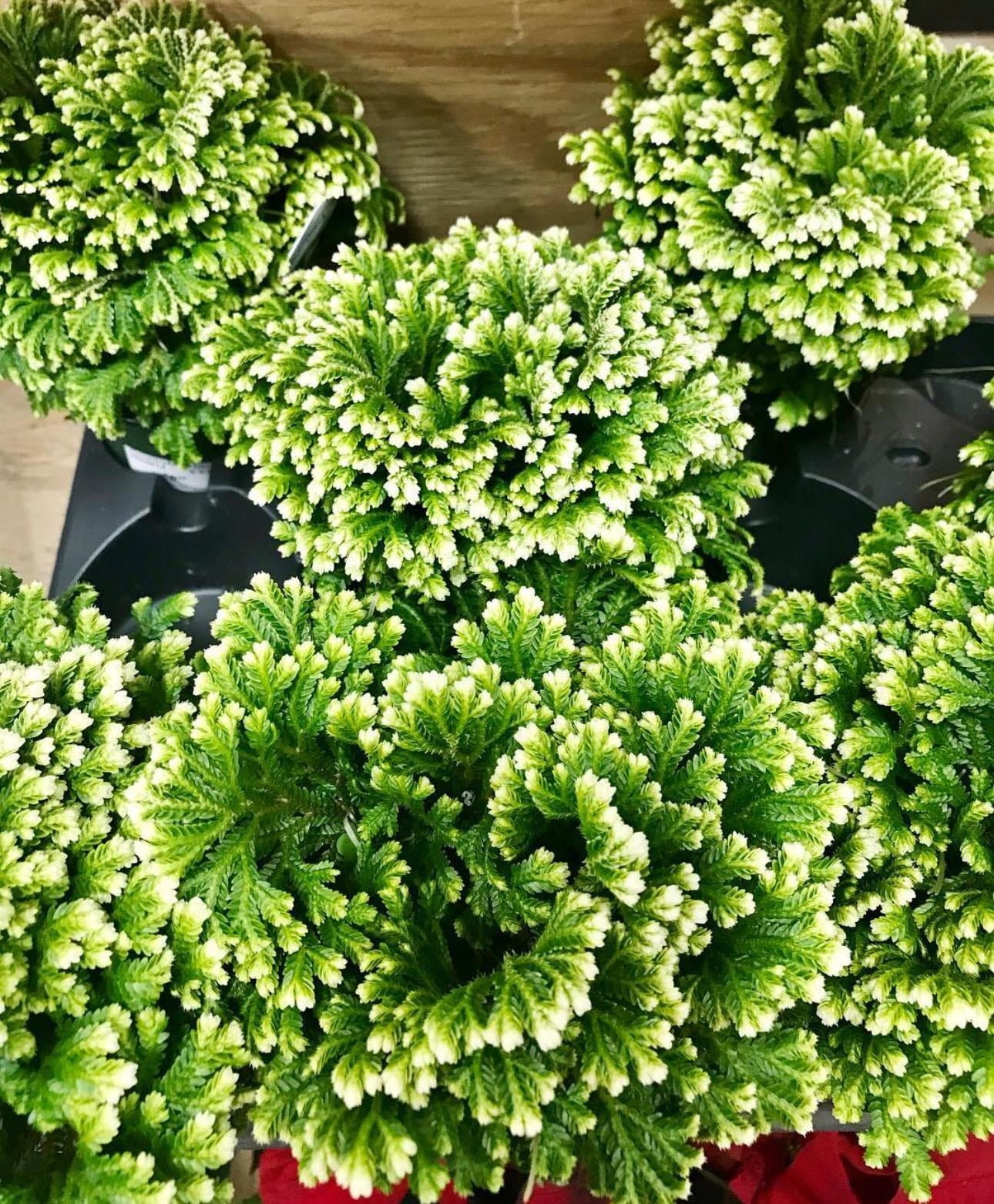 Frosty Fern “selaginella peacock uncinata” Starter Plant (ALL STARTER PLANTS require you to purchase 2 plants!)