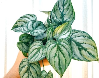 Philodendron Brandtianum “Brandi” starter plant **(ALL plants require you to purchase ANY 2 plants!)**